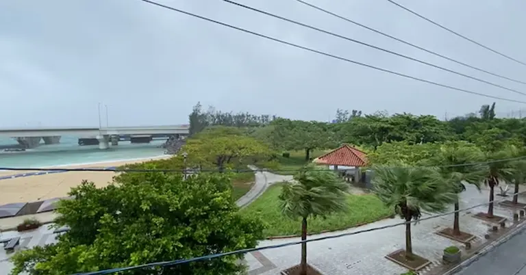 নাহায় টাইফুন ডলফিনের প্রভাবে দুলছে গাছ